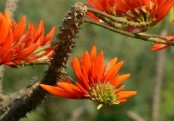 গাছ চিনুনঃ পারিজাত