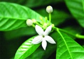 গাছ চিনুনঃ  দারুহরিদ্রা