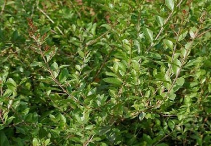 গাছ চিনুনঃ মেহেদী 