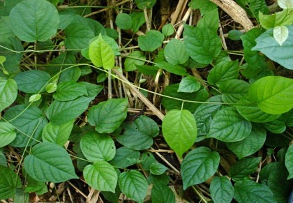 গাছ চিনুনঃ গুলঞ্চ