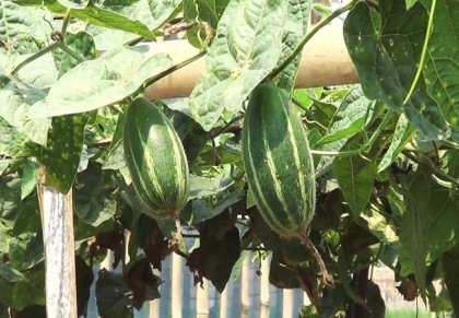 গাছ চিনুনঃ পটল