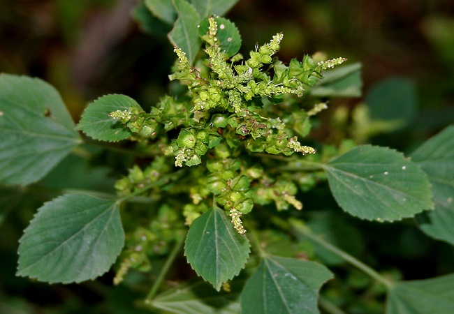 গাছ চিনুনঃ মুক্তোঝুরি