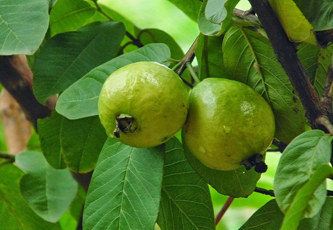 ব্লাডপ্রেসার কমায় পেয়ারা