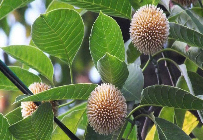 গাছ চিনুনঃ কদম