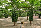 গাছ চিনুনঃ পেঁপে