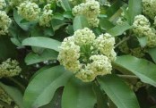 গাছ চিনুনঃ ছাতিম