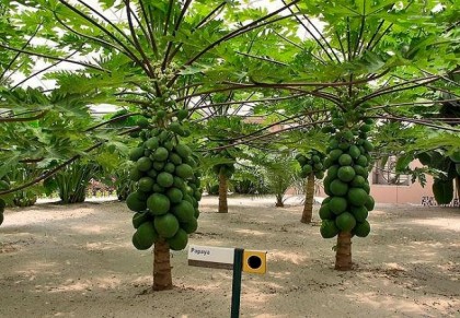 গাছ চিনুনঃ পেঁপে