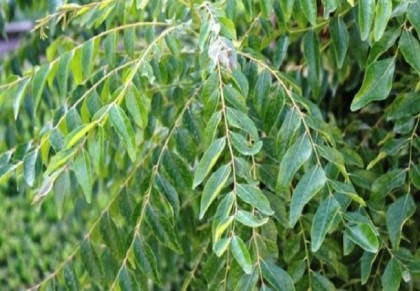 কারিপাতা