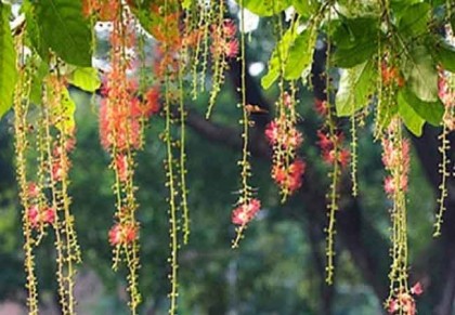 হিজল গাছ