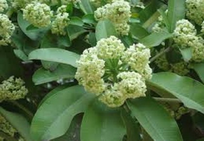 গাছ চিনুনঃ ছাতিম
