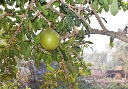 ডুগডুগি গাছ