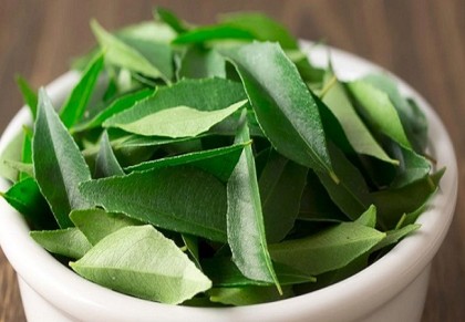 দৃষ্টিশক্তি বাড়াতে সহায়ক কারিপাতা