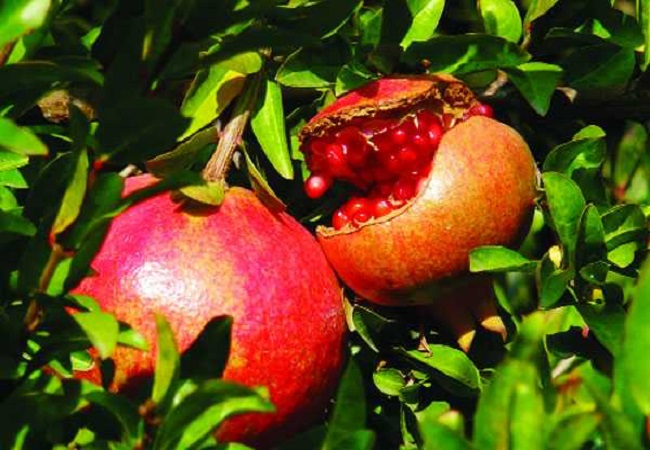 প্রয়োজনীয় ভিটামিনের চাহিদা পূরণ করে ডালিম