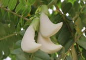 গাছ চিনুনঃ বকফুল