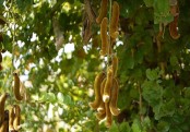 গাছ চিনুনঃ আলকুশী