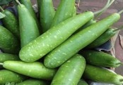 ব্রেন পাওয়ার বাড়ায় লাউ