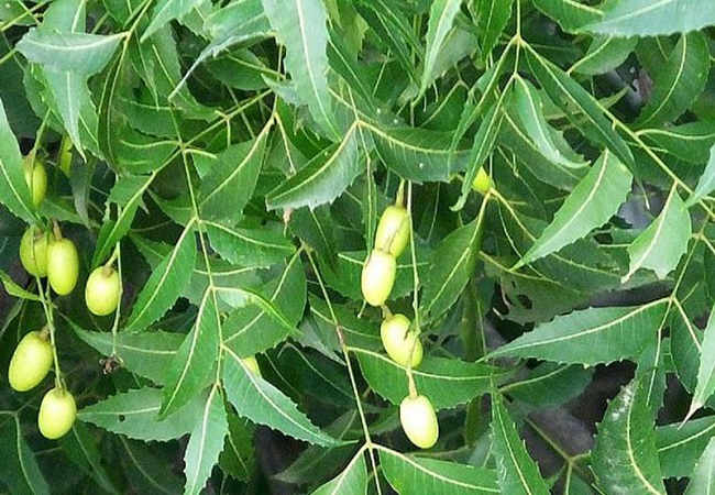 গাছ চিনুনঃ নিম