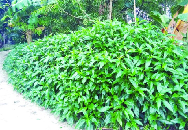 গাছ চিনুনঃ বাসক