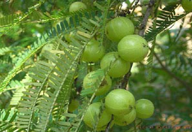 গাছ চিনুনঃ আমলকী