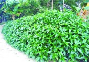 গাছ চিনুনঃ বাসক
