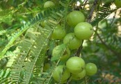 গাছ চিনুনঃ আমলকী