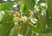 গাছ চিনুনঃ বকুল