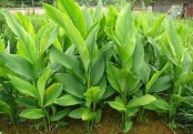গাছ চিনুনঃ হলুদ