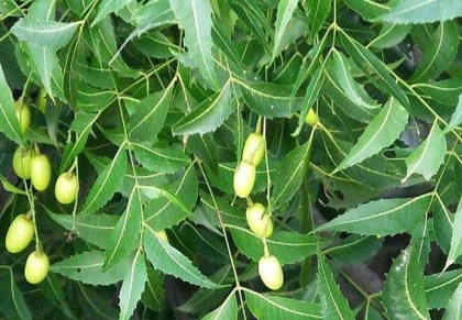 গাছ চিনুনঃ নিম