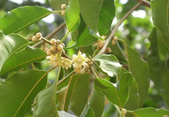 গাছ চিনুনঃ বকুল