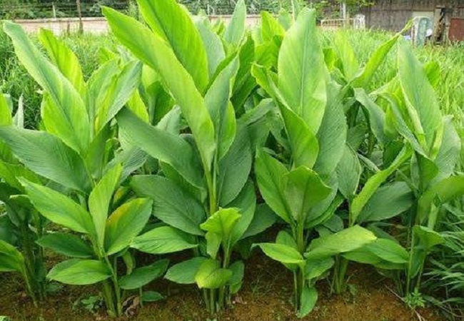 গাছ চিনুনঃ হলুদ