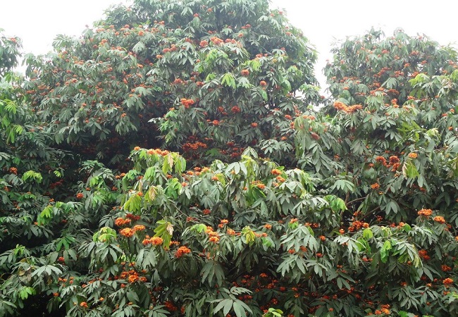 গাছ চিনুনঃ অশোক