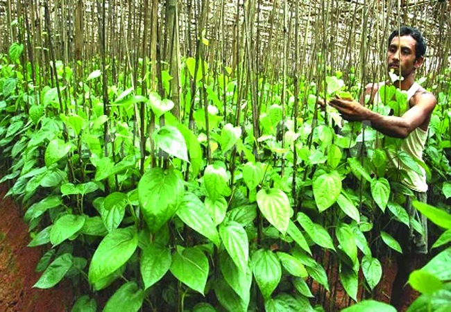 গাছ চিনুনঃ পান