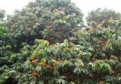 গাছ চিনুনঃ অশোক