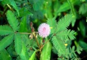 গাছ চিনুনঃ লজ্জাবতী