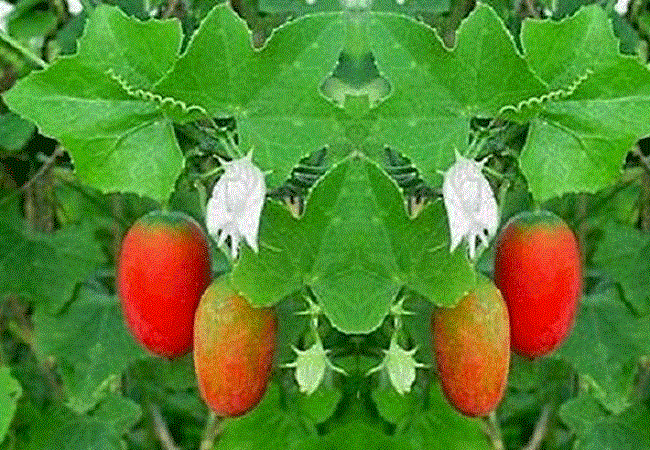গাছ চিনুনঃ তেলাকুচা