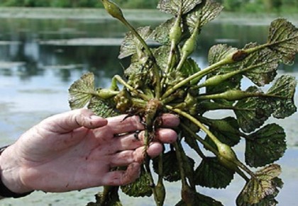 গাছ চিনুনঃ পানিফল