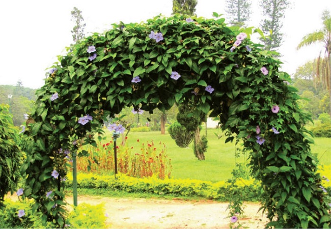 গাছ চিনুনঃ নীলবনলতা