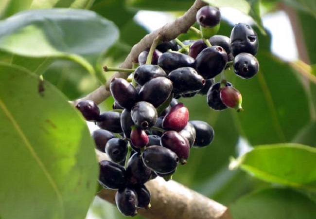গাছ চিনুনঃ জাম