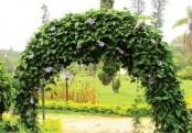 গাছ চিনুনঃ নীলবনলতা
