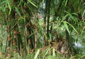 গাছ চিনুনঃ বাঁশ
