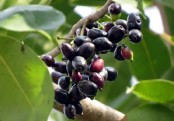 গাছ চিনুনঃ জাম