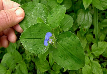 কানছিঁড়ে