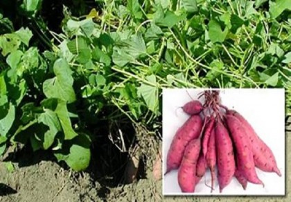 গাছ চিনুনঃ মিষ্টি আলু