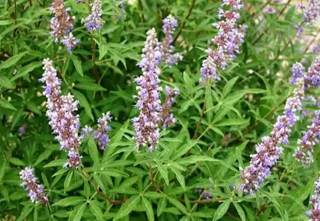 গাছ চিনুনঃ নিসিন্দা