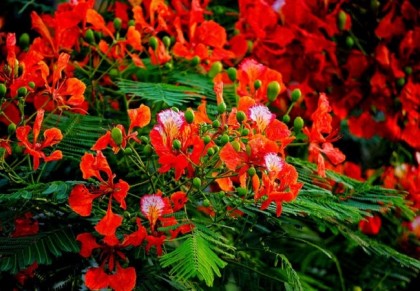 কৃষ্ণচূড়া