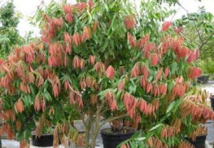 নাগেশ্বর গাছ