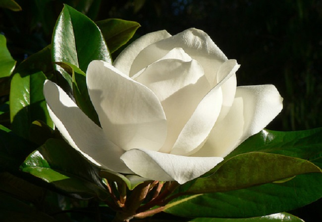 গাছ চিনুনঃ উদয়পদ্ম