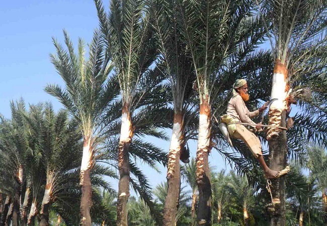 গাছ চিনুনঃ খেজুর