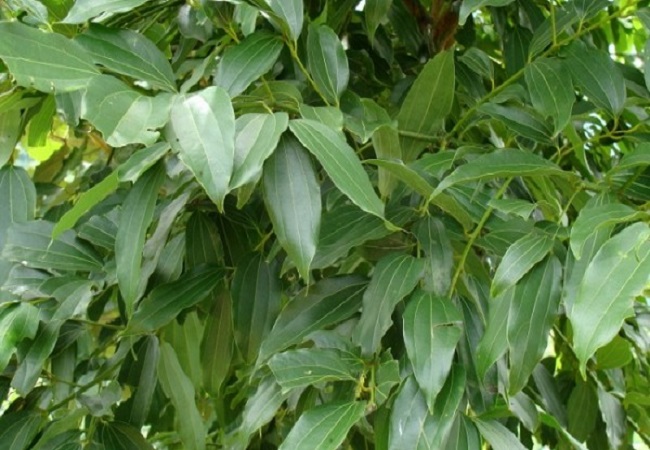 গাছ চিনুনঃ তেজপাতা
