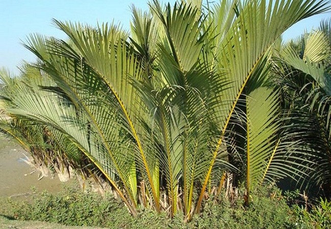 গাছ চিনুনঃ গোলপাতা গাছ